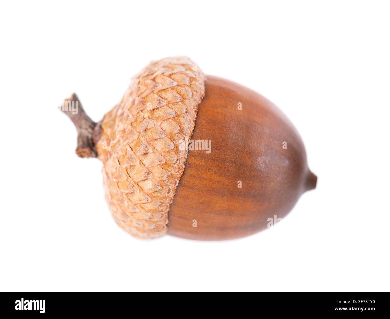 Acorneiche isoliert auf weißem Hintergrund. Reife braune Eichel. Beschneidungspfad Stockfoto