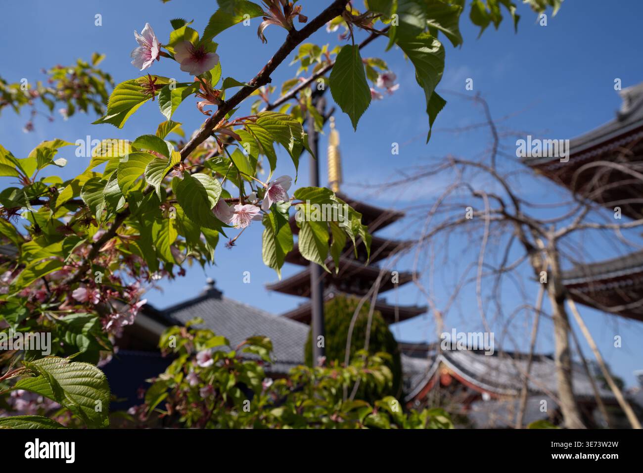 Kirschblüten und frische grüne Blätter umrahmen die verschwommene fünfstöckige Pagode des Senso-JI-Tempels vor dem hellblauen Frühlingshimmel in Tokio. Stockfoto