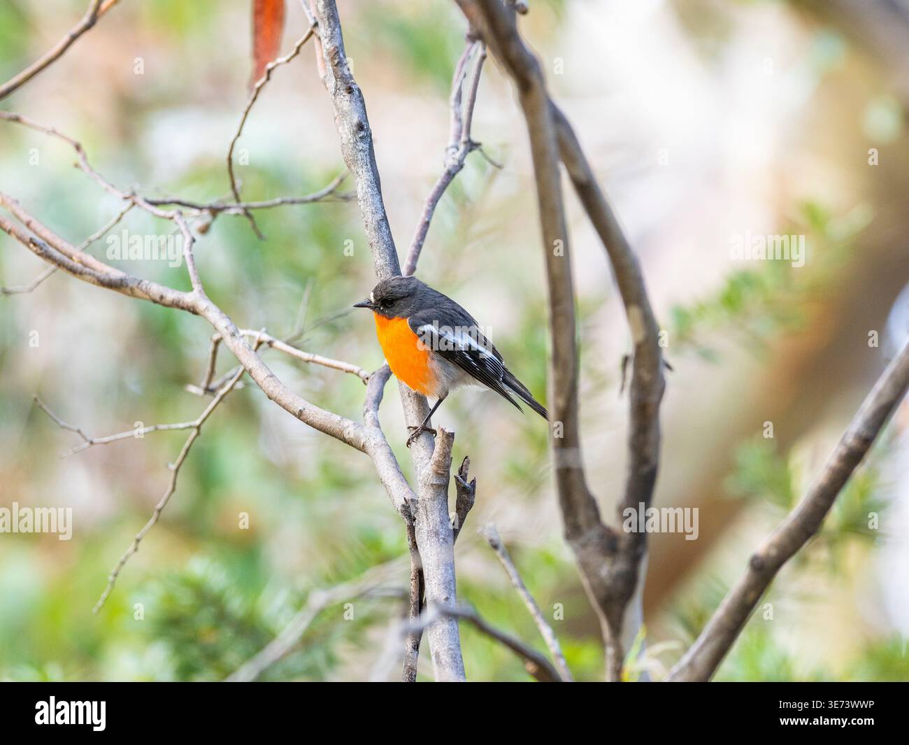 Tierwelt in Australien. Hier ist ein flammenreisiger Flycatcher. Stockfoto
