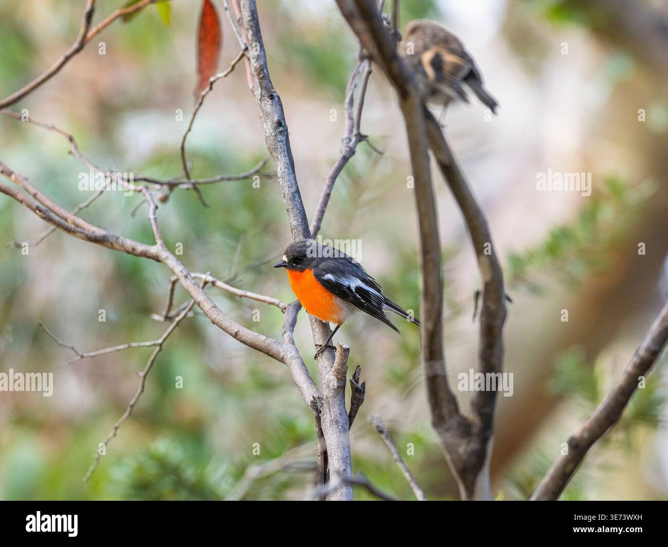 Tierwelt in Australien. Hier ist ein flammenreisiger Fliegenfänger. Stockfoto