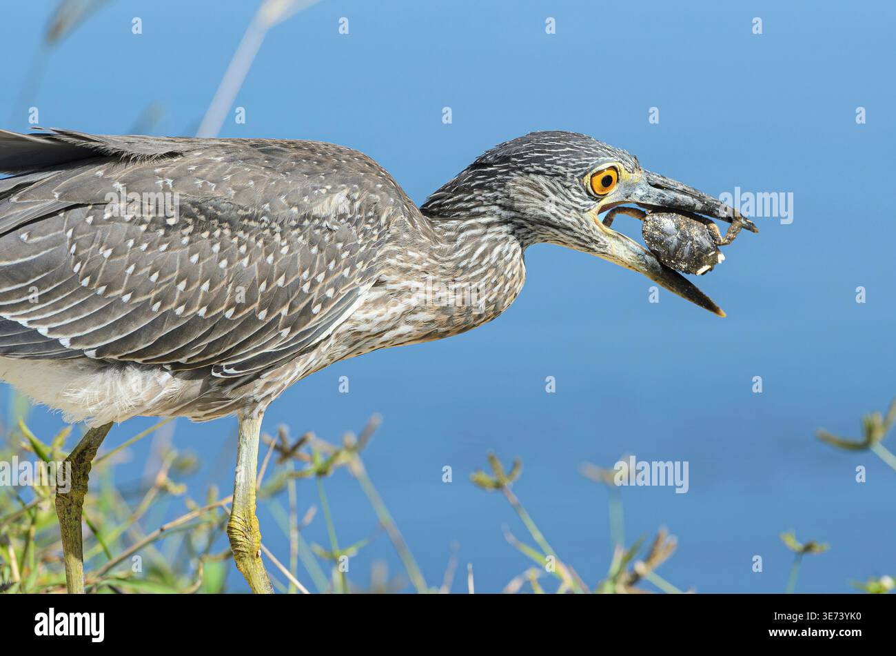 Ein junger Krabbenreiher hat eine große Krabbe am Ufer einer Lagune gefangen. Er beißt nun Stück für Stück von seinen Klauen und Beinen ab, bevor er den Körper isst. In diesem Bild sind nur noch zwei Krabbenbeine zu sehen. Krabbenreiher sind auf Krabben und Krebstiere spezialisiert. Sie haben einen extrem starken Schnabel, der es ihnen ermöglicht, die Schale aufzubrechen. Stockfoto