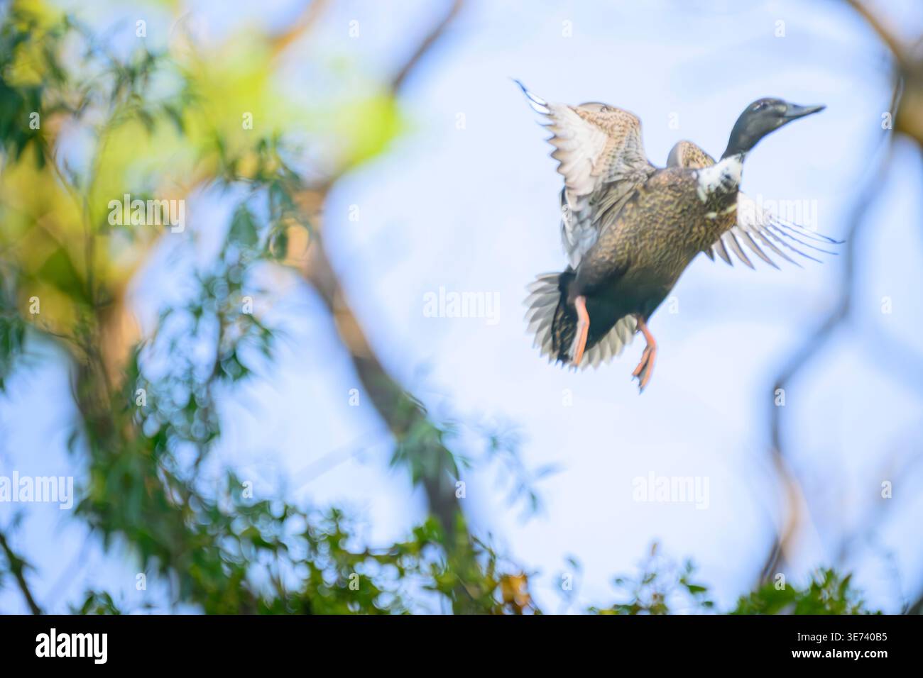 Eine hybride weibliche Stocke fliegt von einem Busch in den Himmel. Das Foto hat eine experimentelle Komposition mit verschwommenem Himmel. Stockfoto