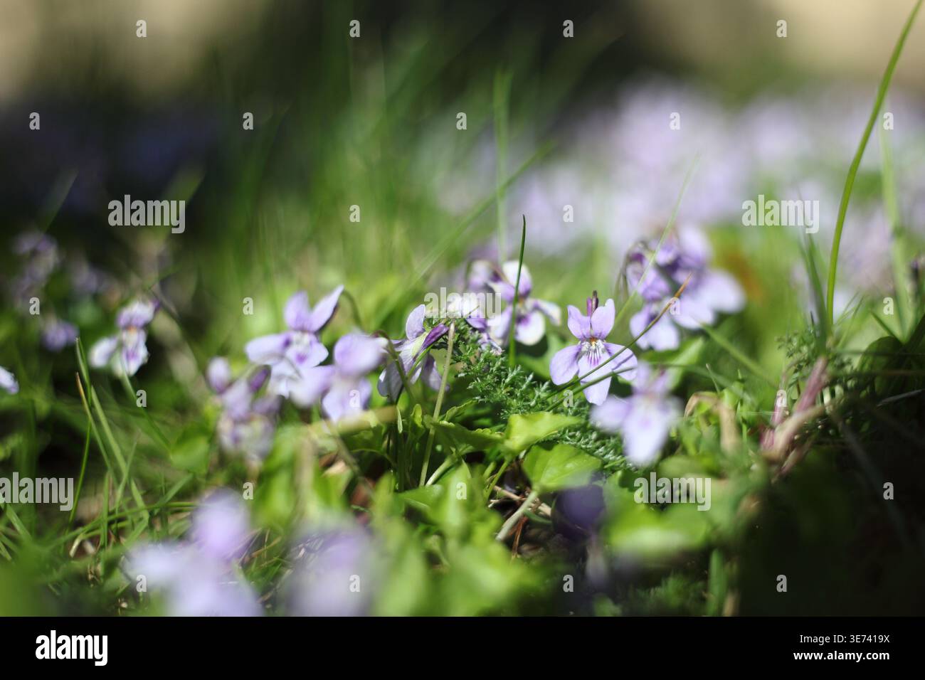 Veilchen wachsen wild in Camberwell, South London Stockfoto