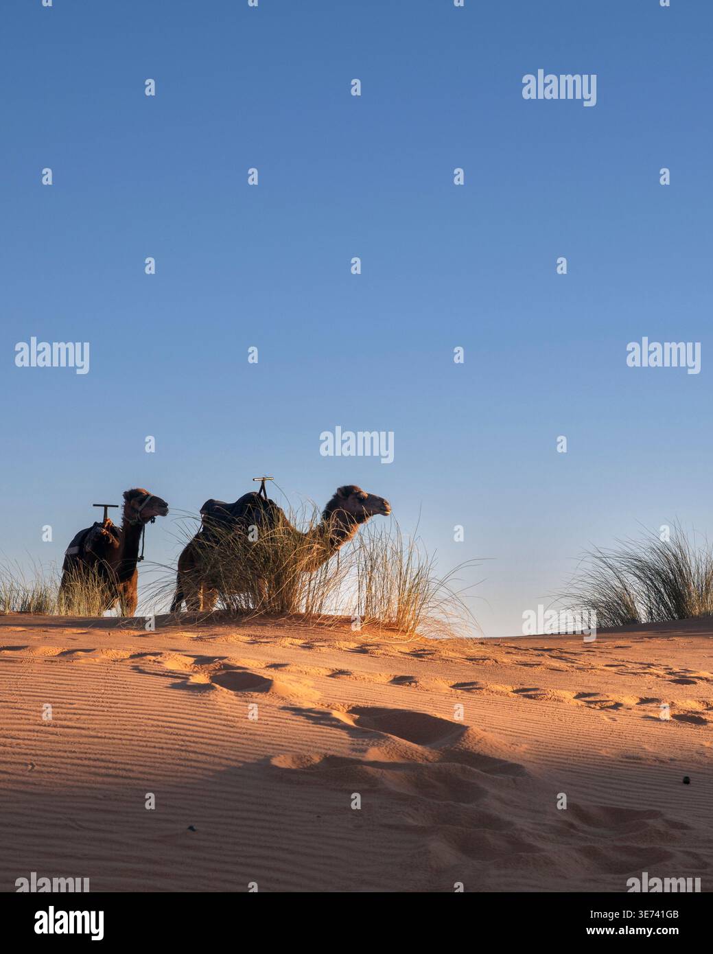 Zwei Kamele im Abendlicht in der Wüste bei Merzouga Stockfoto