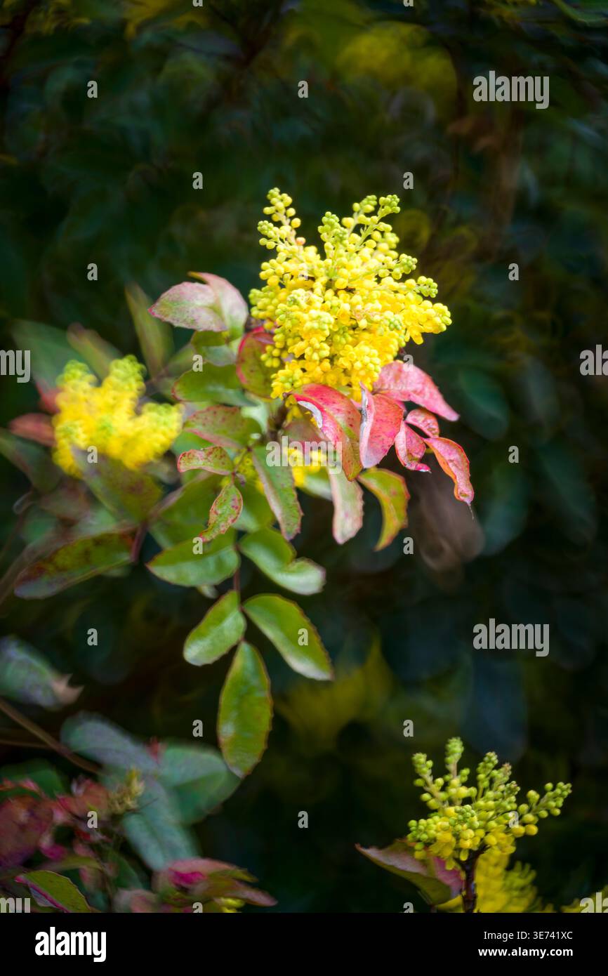 Blühende Mahonia, Mahonia aquifolium, gelb, rot, grün Stockfoto