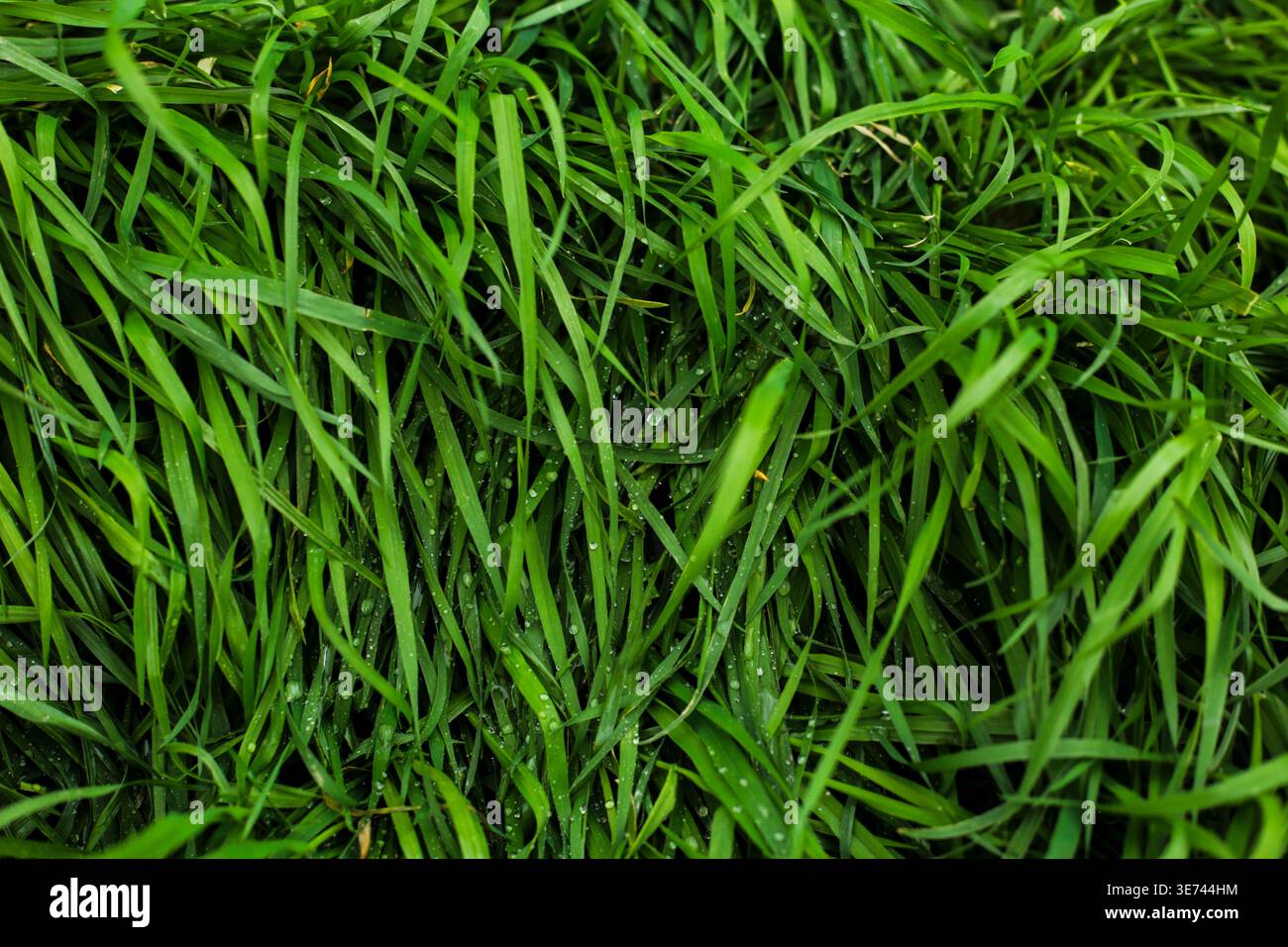 Frische grüne Rasen mit Wassertropfen nach Regen Stockfoto