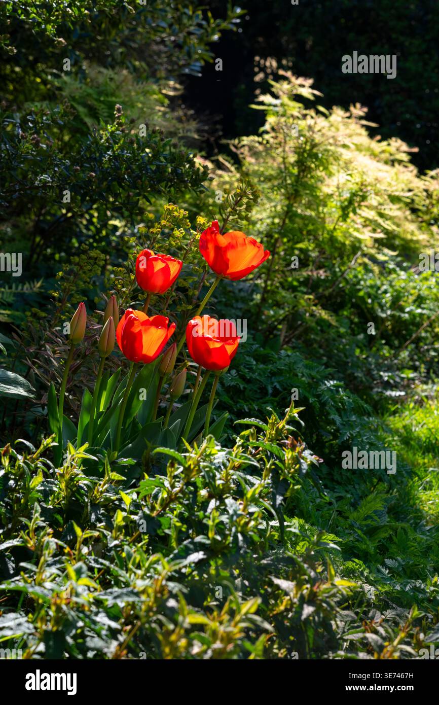 Rote Tulpen, die in der Frühlingssonne in einem englischen Garten leuchten Stockfoto