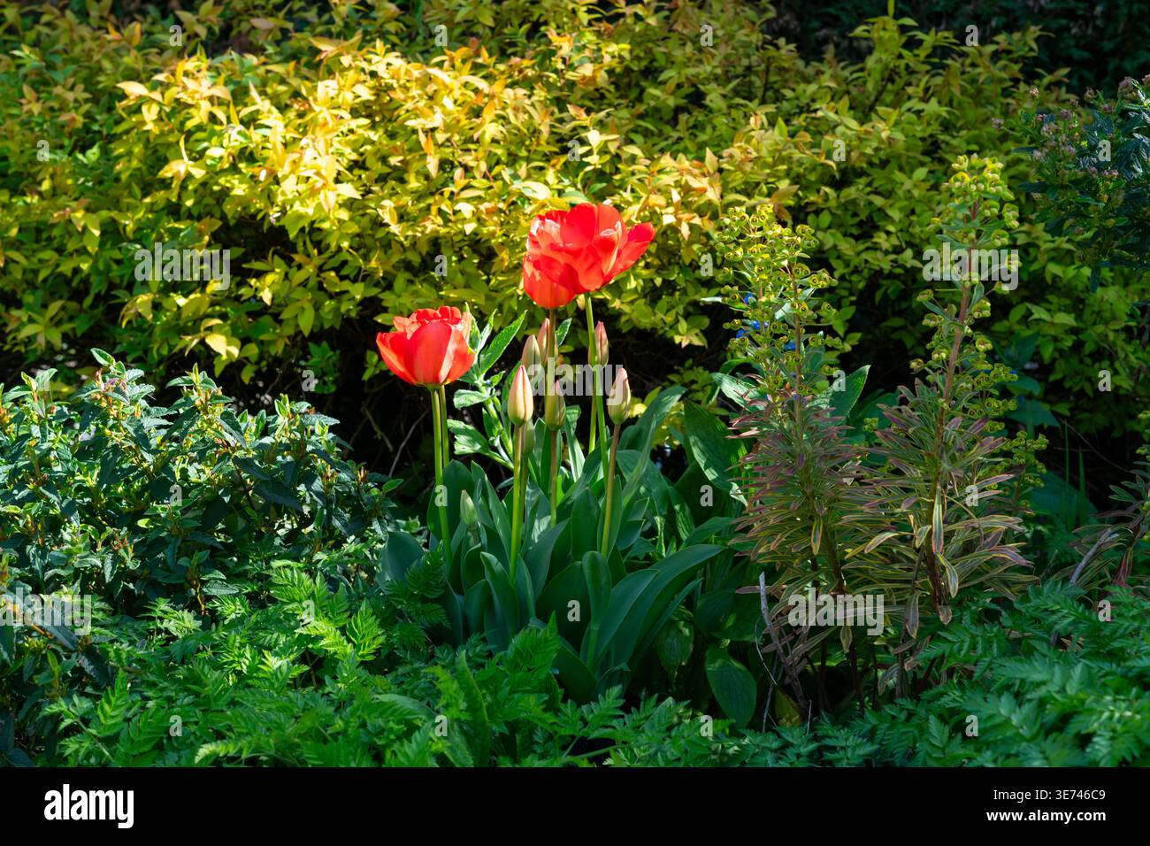 Rote Tulpen, die in der Frühlingssonne in einem englischen Garten leuchten Stockfoto