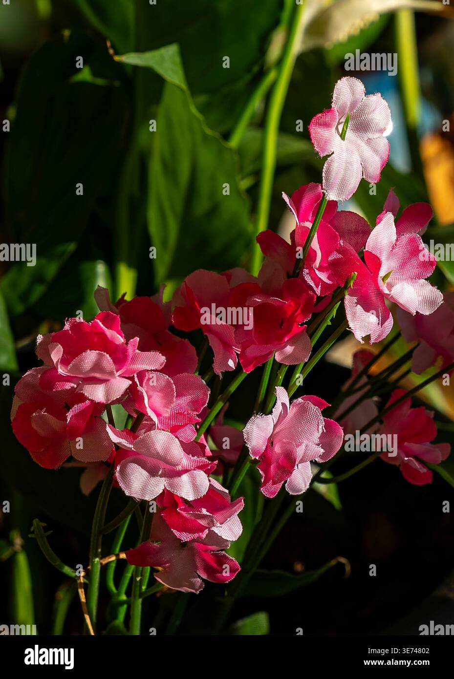 Rosafarbene Rosen wachsen in einem Innenbereich Stockfoto