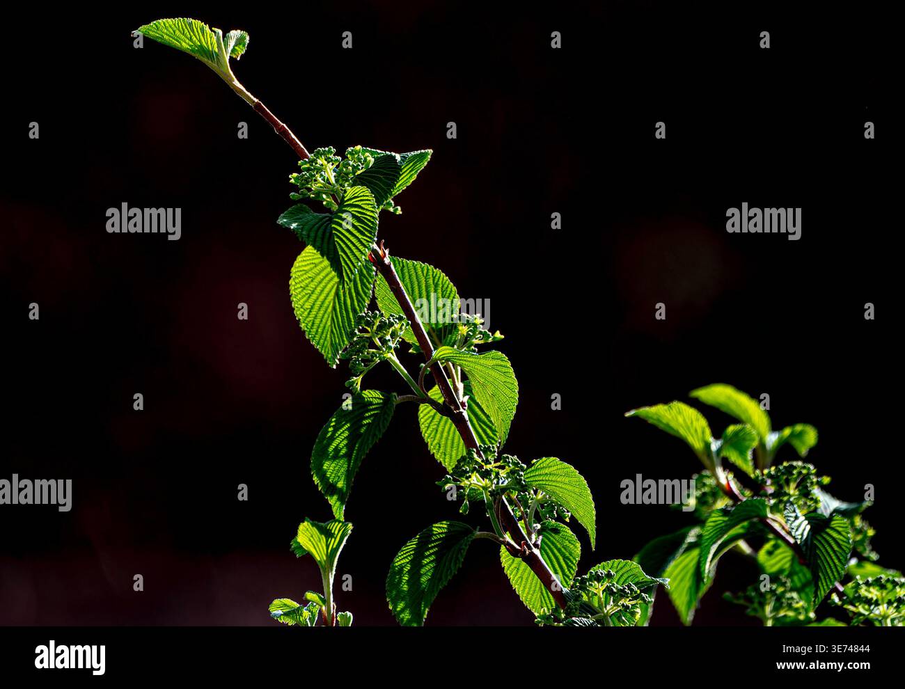 Ein dramatischer Blick auf eine Frühlingspflanze Stockfoto