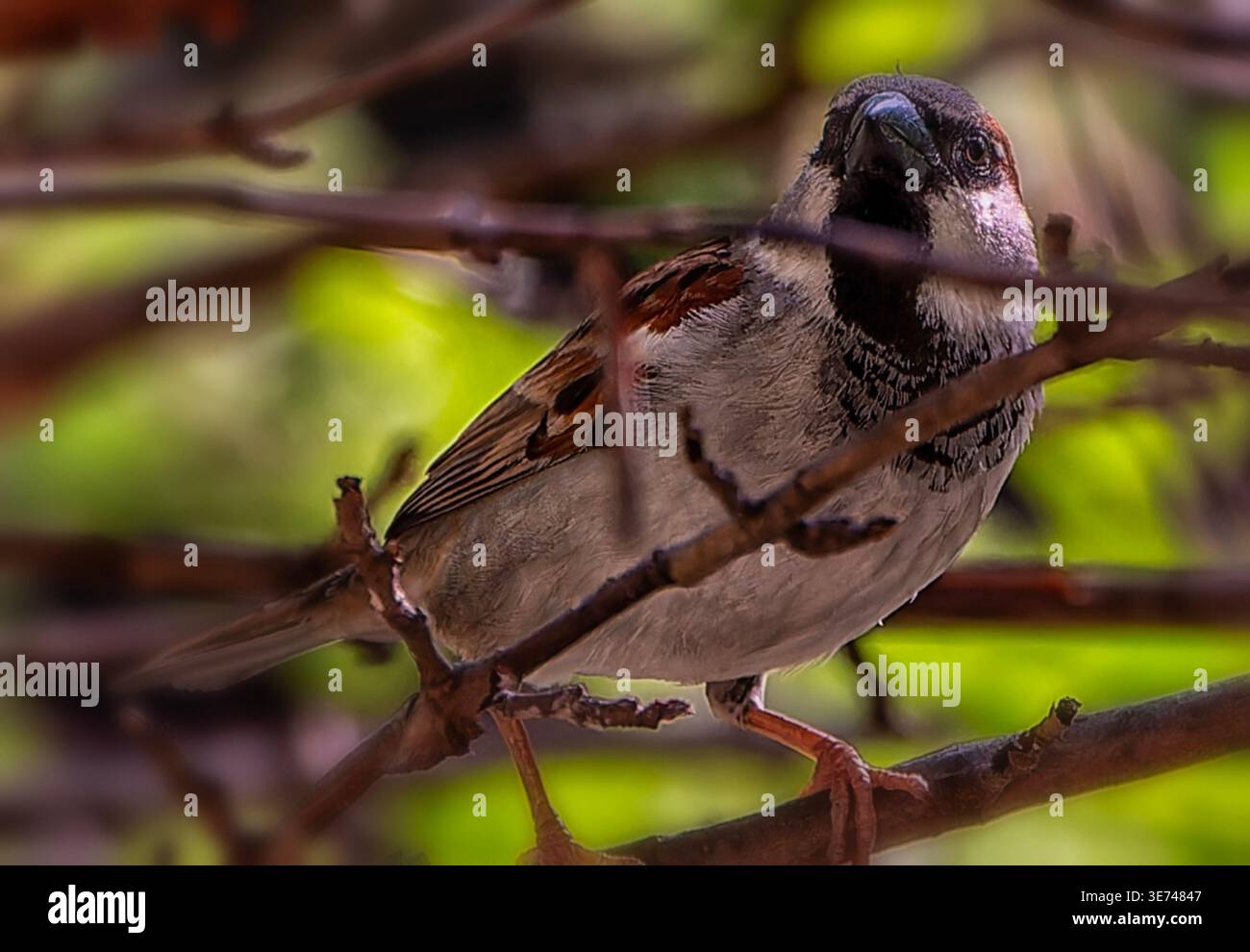 Ein männlicher Haussperling, der in einem Baum nistet Stockfoto