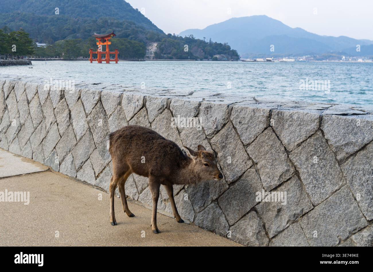 Ein junger Hirsch spaziert entlang einer Steinmauer am Meer mit einem berühmten roten Torii-Tor im Hintergrund auf der Insel Miyajima Stockfoto