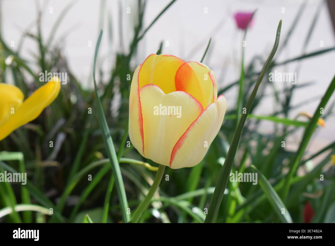 Mehrfarbige Tulpenblüte Stockfoto