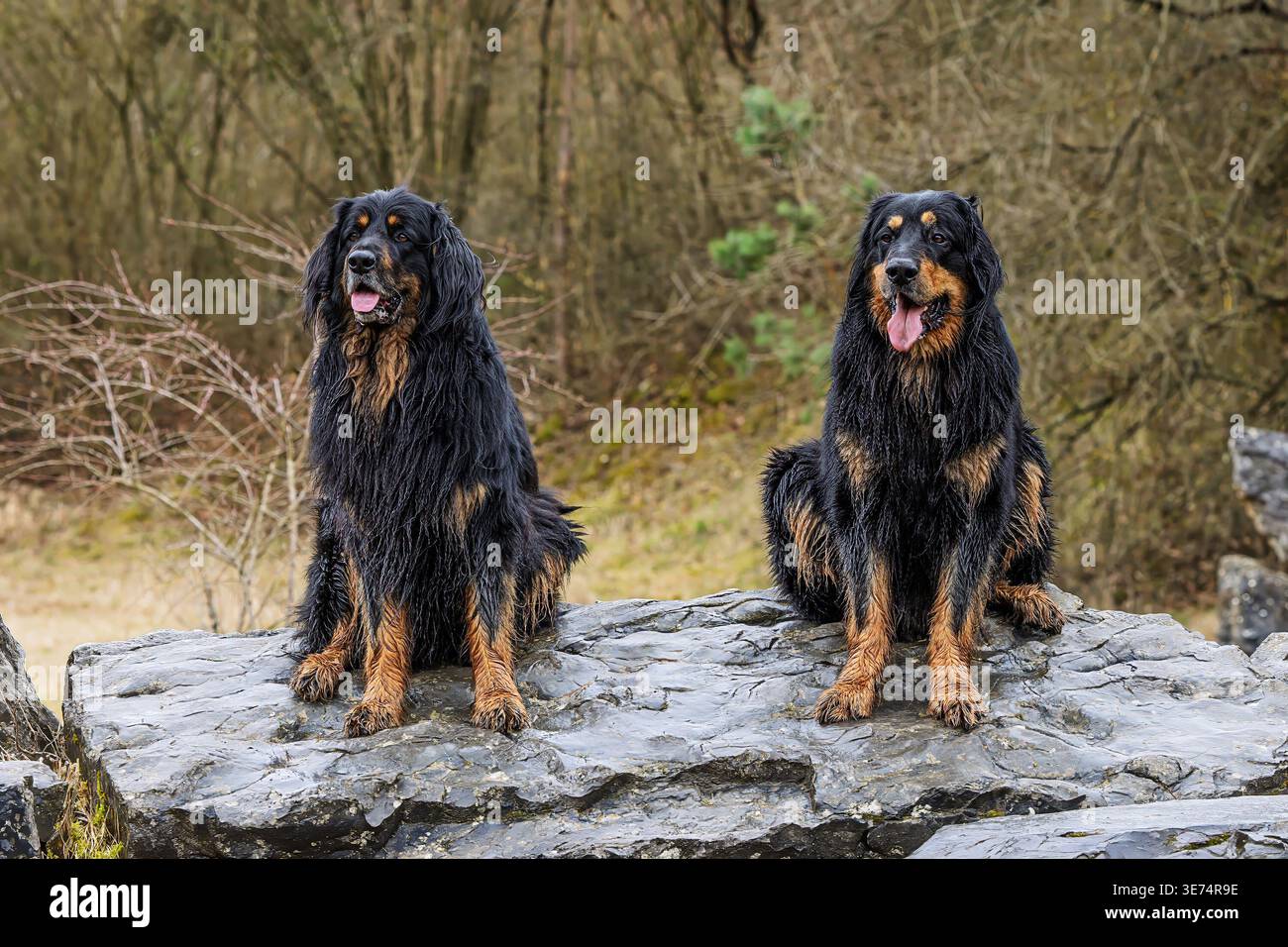 Zwei Hovawart-Hunde, Canis Lupus familiaris, sitzen zusammen auf einem nassen Felsen mit verschwommenem Waldgrund. Stockfoto