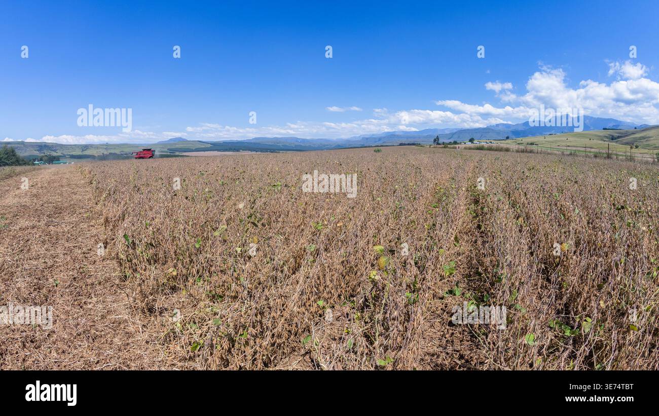 Landwirtschaft Farm getrocknete Bohnen Saison wurde von Landwirten, die Erntemaschinen fahren, geschnitten Nahaufnahme Berge Sommer blaue Landschaft Stockfoto