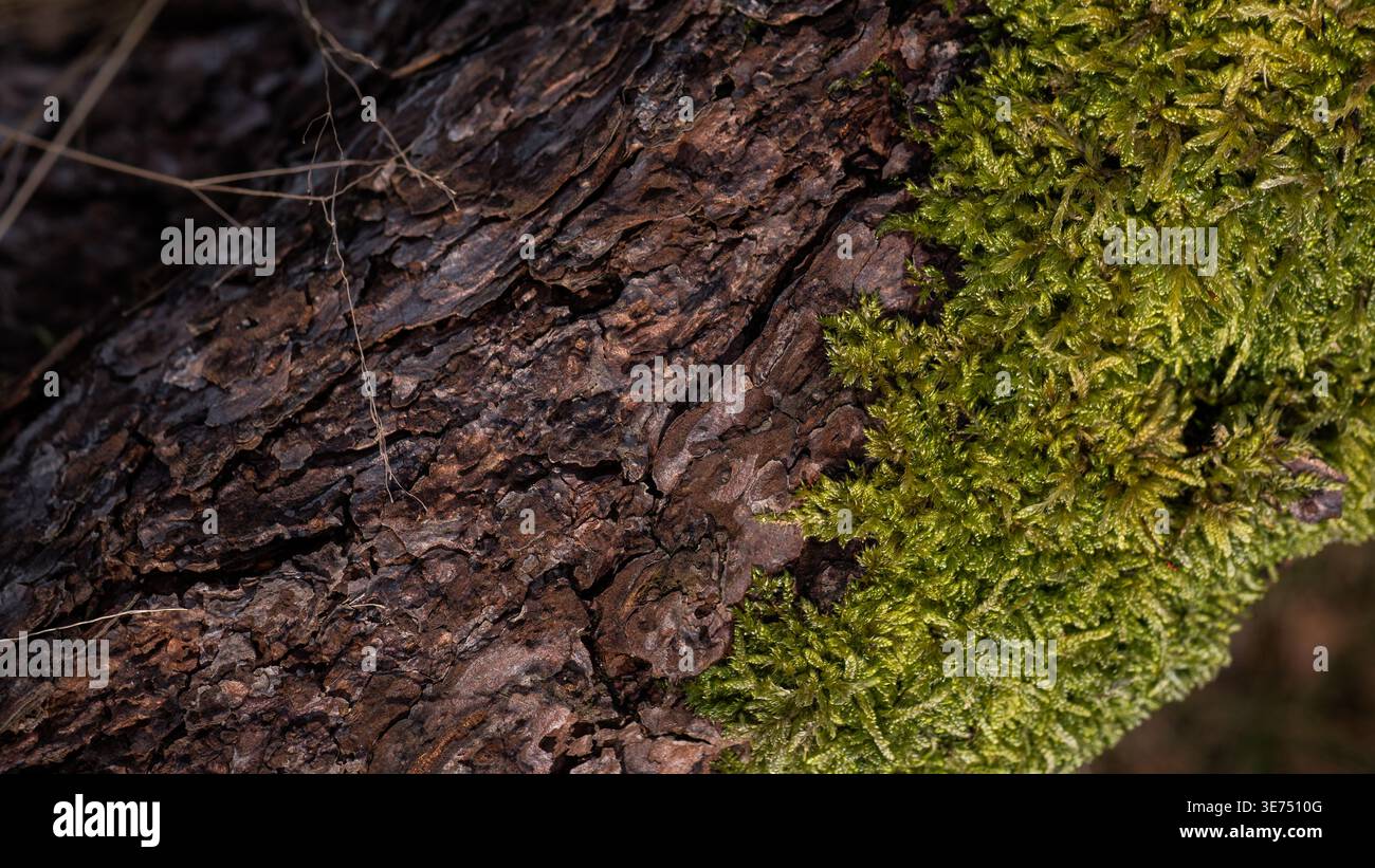 Dicranum Moos wächst auf Kiefernrinde – Makronaturstruktur mit Kontrast zu grünem Moos und brauner Rinde Stockfoto