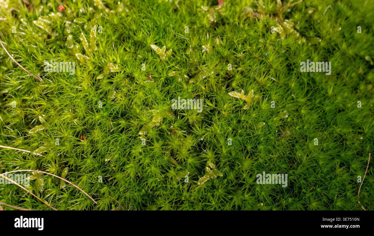 Polytrichum Moos Teppich mit Sporophyten – Vivid Green Forest Floor Makrotextur Nahaufnahme Stockfoto