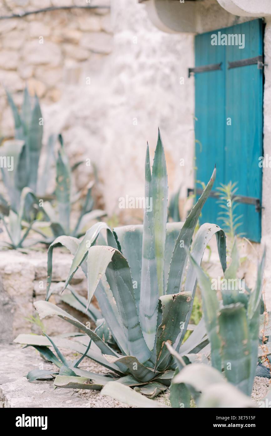 Mediterraner Garten ruhig. Rustikale Outdoor-Szene mit staubigem Laub und verwitterten Texturen Stockfoto
