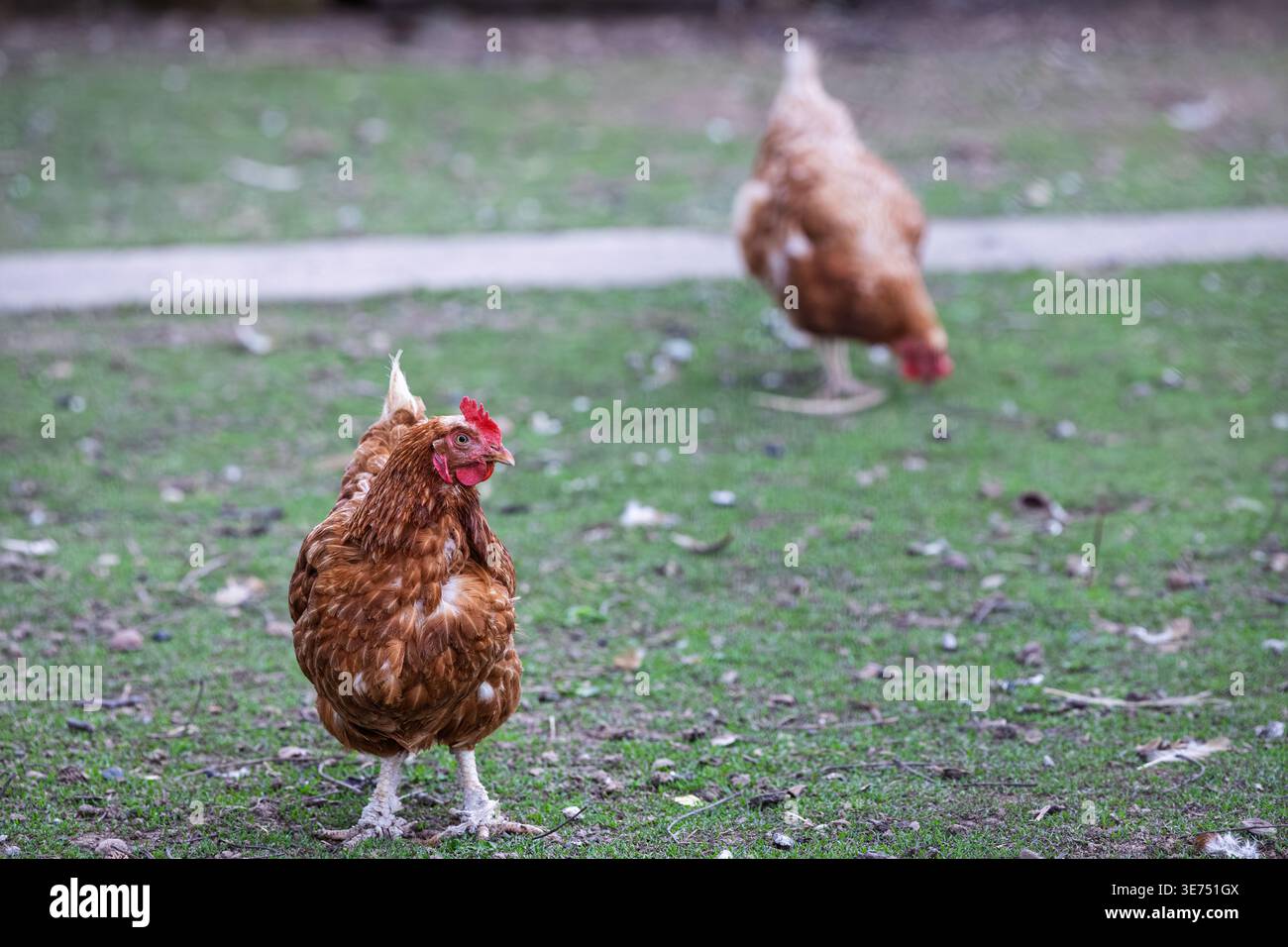 Auf einem grasbewachsenen Bauernhof fressen braune Freilandhennen, eine Henne ist scharf, während eine andere im Hintergrund pinkelt und an ländliche Lebensweise erinnert, an kleinräumige Landwirtschaft Stockfoto