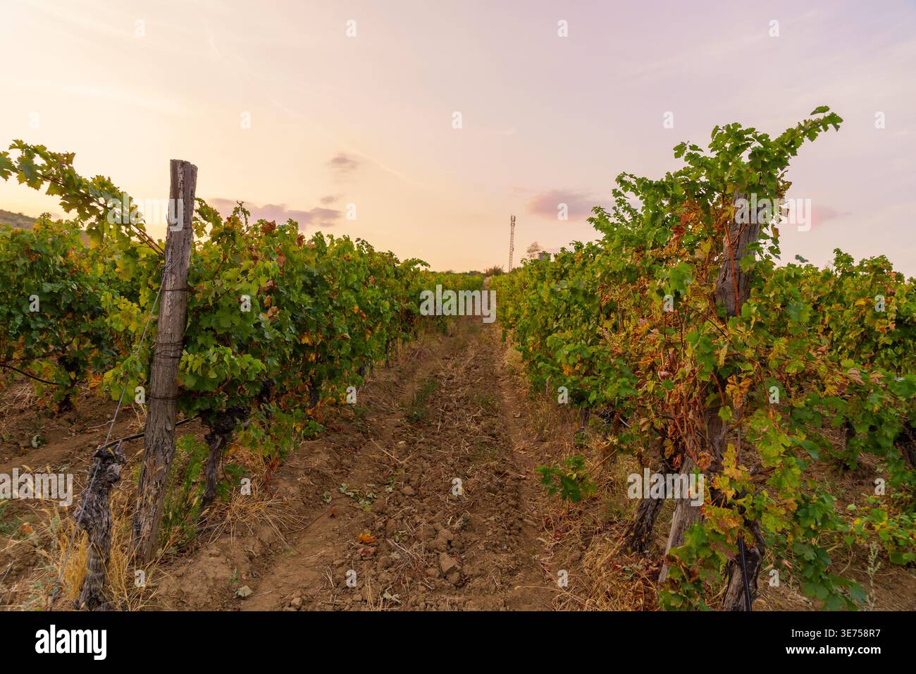 Blick auf die Weinberge bei Sonnenuntergang, in der Nähe von Demir Kapija, Nordmazedonien Stockfoto