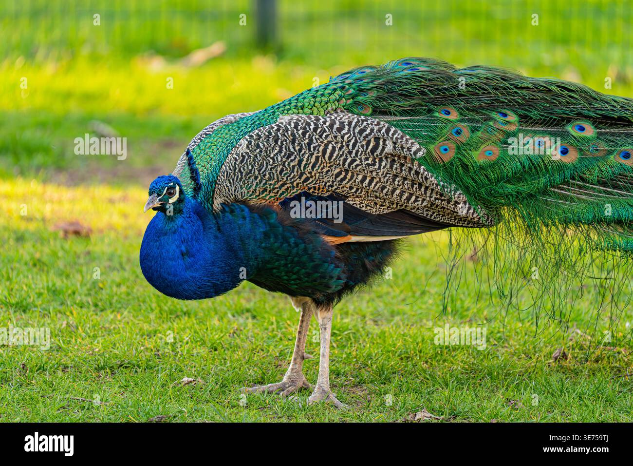 Ein hochwertiges Vollprofil-Bild eines gewöhnlichen Pfauzens (Pavo cristatus), der elegant auf grünem Gras in einem Park steht. Das Foto fängt perfekt das B ein Stockfoto