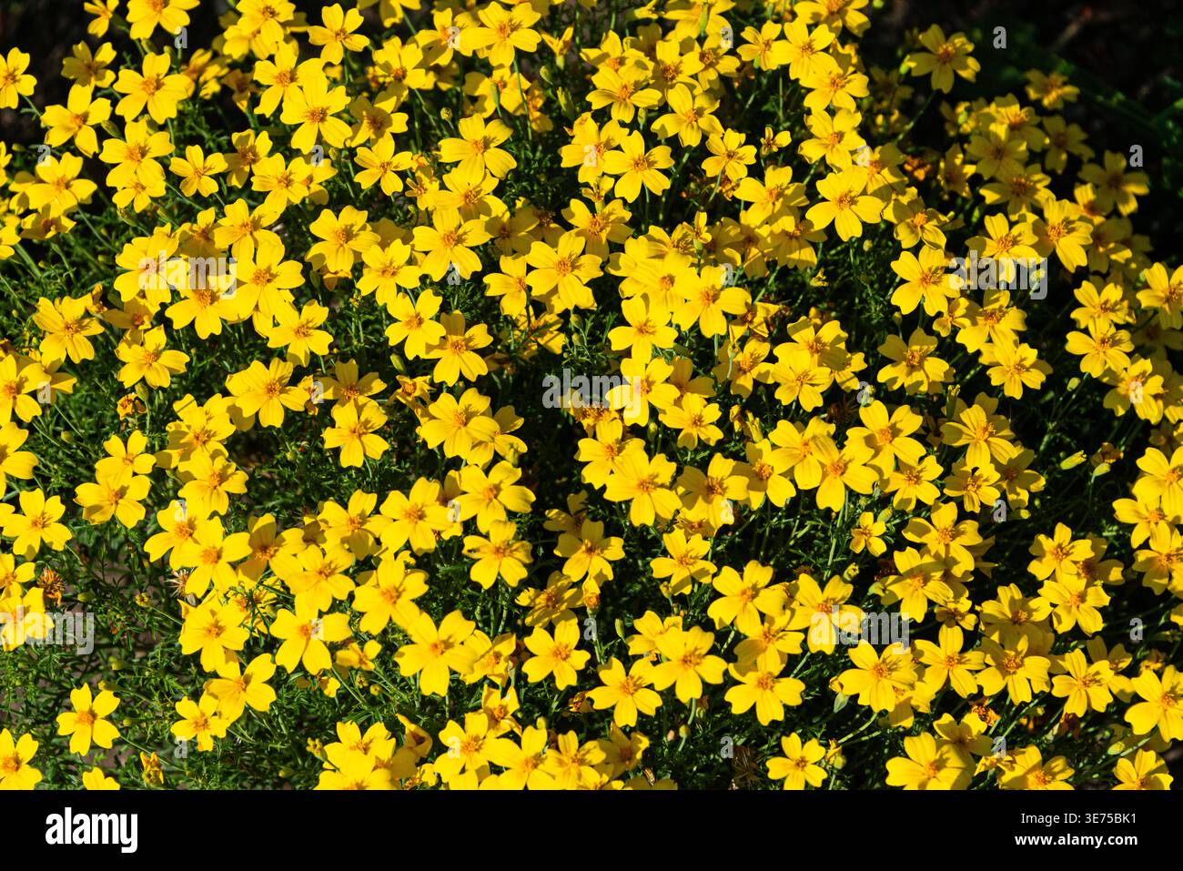 Die zitronengelben Blüten einer afrikanischen Ringelblume „Lemon Juwel“ (Tagetes „Lemon Juwel“) Stockfoto