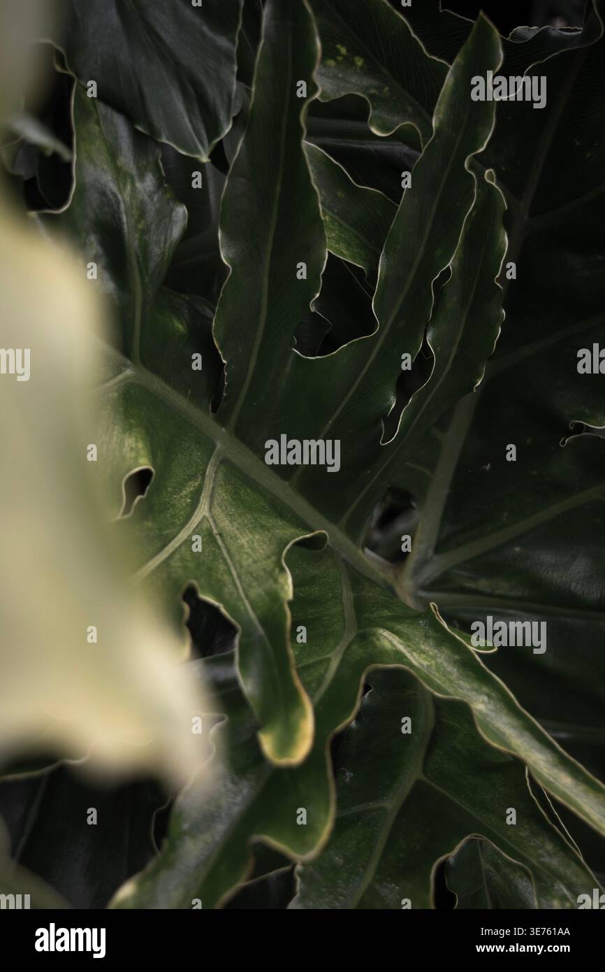Tropische Blätter Komposition mit tiefgrünem Laub natürlicher Dschungel Hintergrund botanischer ästhetischer stimmungsvoller Kopierraum Stockfoto