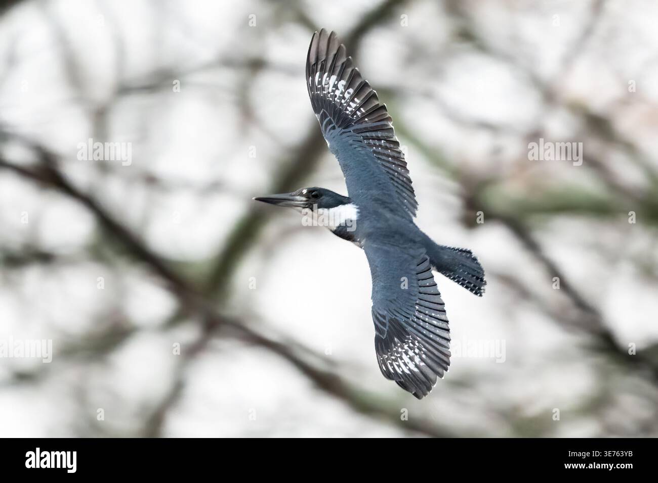 eisvogel im Flug mit voll ausgestreckten Flügeln. Stockfoto