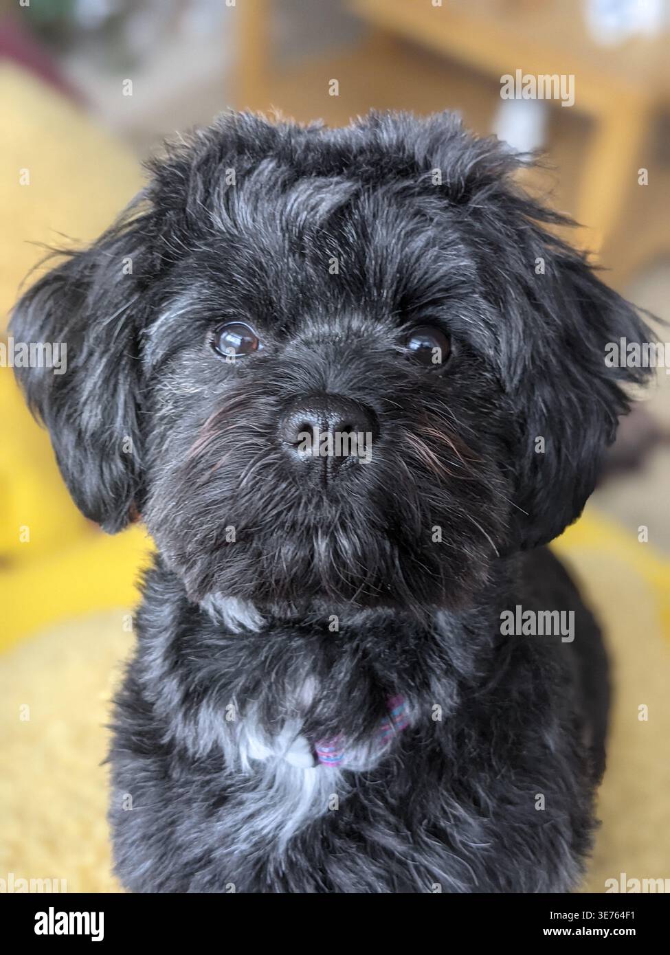Black Shihpoo Dog starrt direkt auf die Kamera, ausdrucksstarkes Nahaufnahme PET Portrait, Shih Tzu Poodle Cross, North Yorkshire, England - Smartphone-aufgenommenes Stockfoto