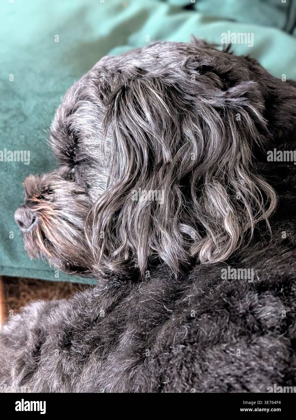 Black and Brown Shihpoo Dog Sleeping on Teal Blanket, Nahaufnahme der flauschigen Pelztextur, gemütliche Haustier-Fotografie, North Yorkshire - Smartphone-aufgenommenes Stockfoto