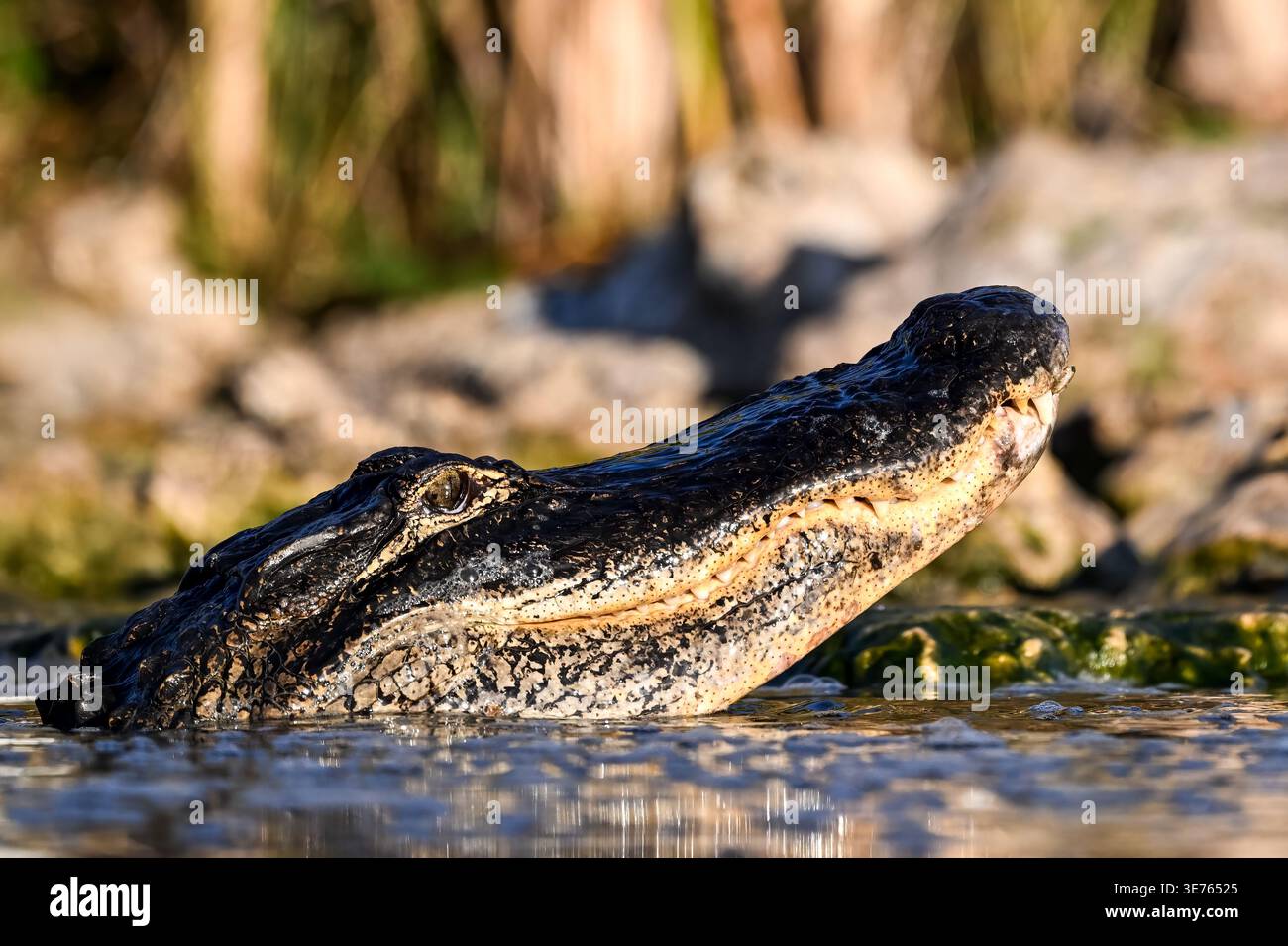 Amerikanischer Alligator, der tief in flachem Wasser liegt, mit Sonnenlicht auf dem strukturierten Kopf. Stockfoto