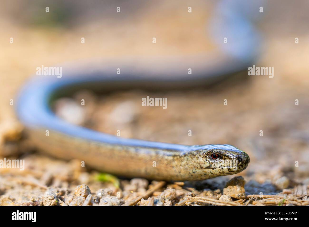 Europäischer langsamer Wurm, Blindwurm, langsamer Wurm (Anguis fragilis), kriechend im Boden, Makroaufnahme, Deutschland, Bayern Stockfoto