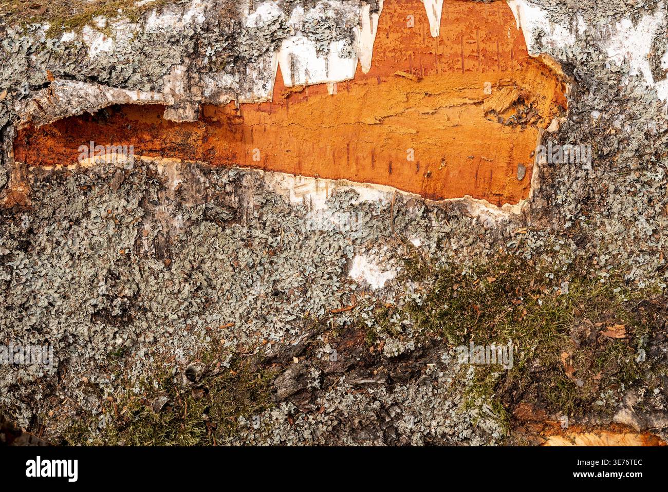 Birkenbaumrinde Textur mit hellorangefarbener Innenschicht, Moos und Flechten, Naturholzhintergrund Stockfoto