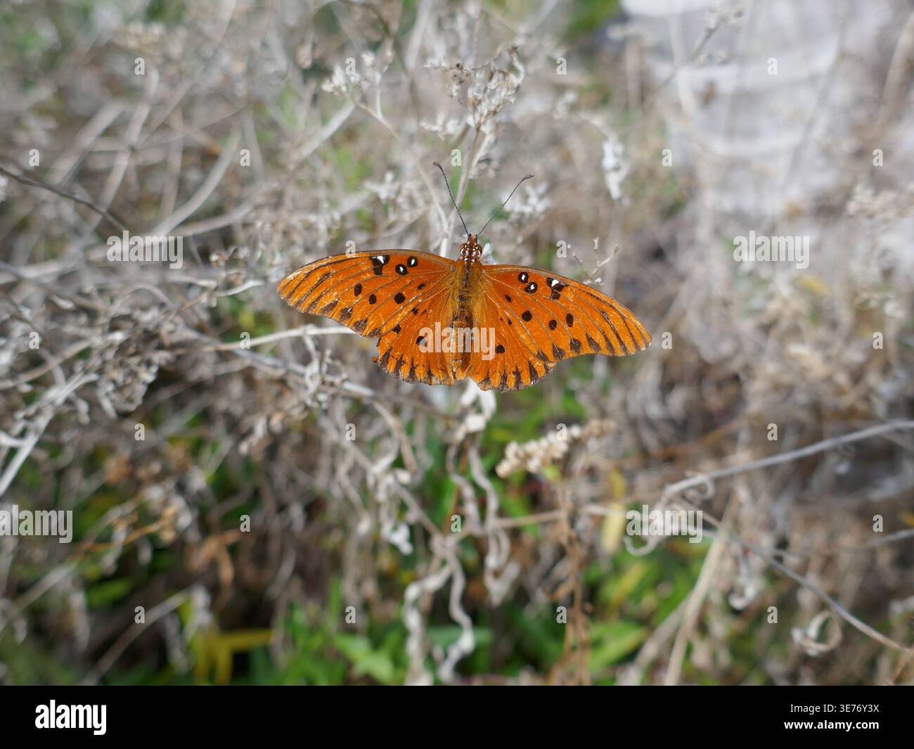 Orangefarbener Schmetterling mit offenen Flügeln auf der Frühlingsszene der Pflanzen Stockfoto