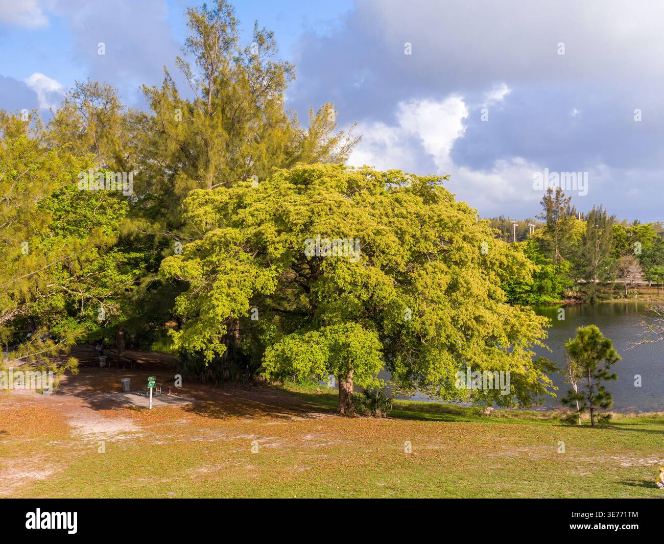 An der Küste eines Teichs wächst ein lebhafter, grüner Baum mit einem breiten Baldachin. Die Aufnahme auf Augenhöhe zeigt die Naturparklandschaft. Stockfoto