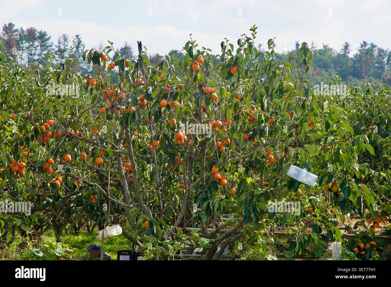 Persimmonbäume mit Orangenfrüchten füllen einen Obstgarten in Ulju-Gun, mit verworrenen Ästen, grünem Gras und einem weichen Baumbestand dahinter. Stockfoto