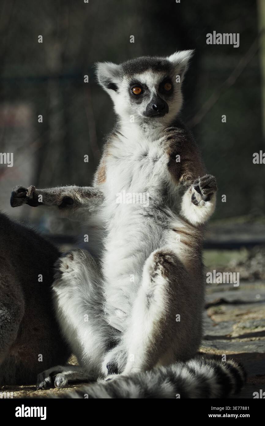 Lemuren sitzen und schauen sich in einer natürlichen Umgebung um Stockfoto