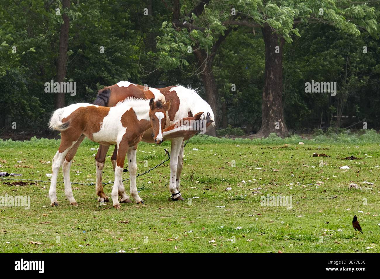 Pferd mit ihrem Baby Tierfotografie Stockfoto
