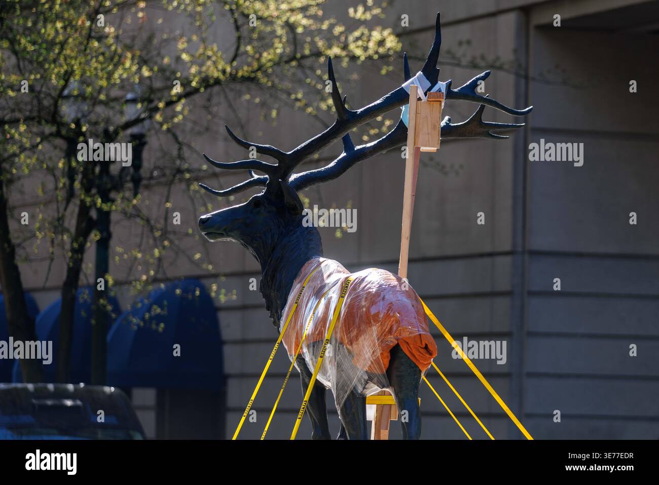 Portland, USA. April 2026. PORTLAND, OREGON, USA – 9. April 2026: Die Thompson Elk, eine 6.800 Pfund schwere Bronzestatue im Zentrum von Portland, wurde heute auf ihrem Sockel ersetzt, nachdem sie 2020 während der Black Lives Matter Proteste zur Verwahrung entfernt worden war. The Elk, ein Wahrzeichen an der Main Street in Portland, war ein Geschenk des ehemaligen Bürgermeisters David Thompson im Jahr 1900. (Foto: John Rudoff/SIPA USA) Credit: SIPA USA/Alamy Live News Stockfoto