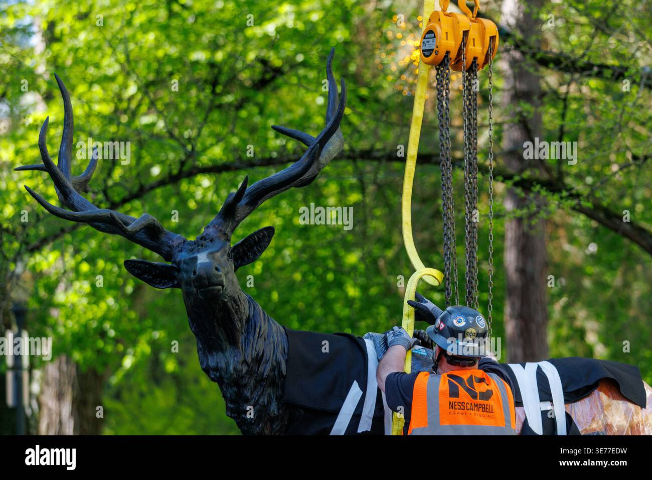 Portland, USA. April 2026. PORTLAND, OREGON, USA – 9. April 2026: Die Thompson Elk, eine 6.800 Pfund schwere Bronzestatue im Zentrum von Portland, wurde heute auf ihrem Sockel ersetzt, nachdem sie 2020 während der Black Lives Matter Proteste zur Verwahrung entfernt worden war. The Elk, ein Wahrzeichen an der Main Street in Portland, war ein Geschenk des ehemaligen Bürgermeisters David Thompson im Jahr 1900. (Foto: John Rudoff/SIPA USA) Credit: SIPA USA/Alamy Live News Stockfoto