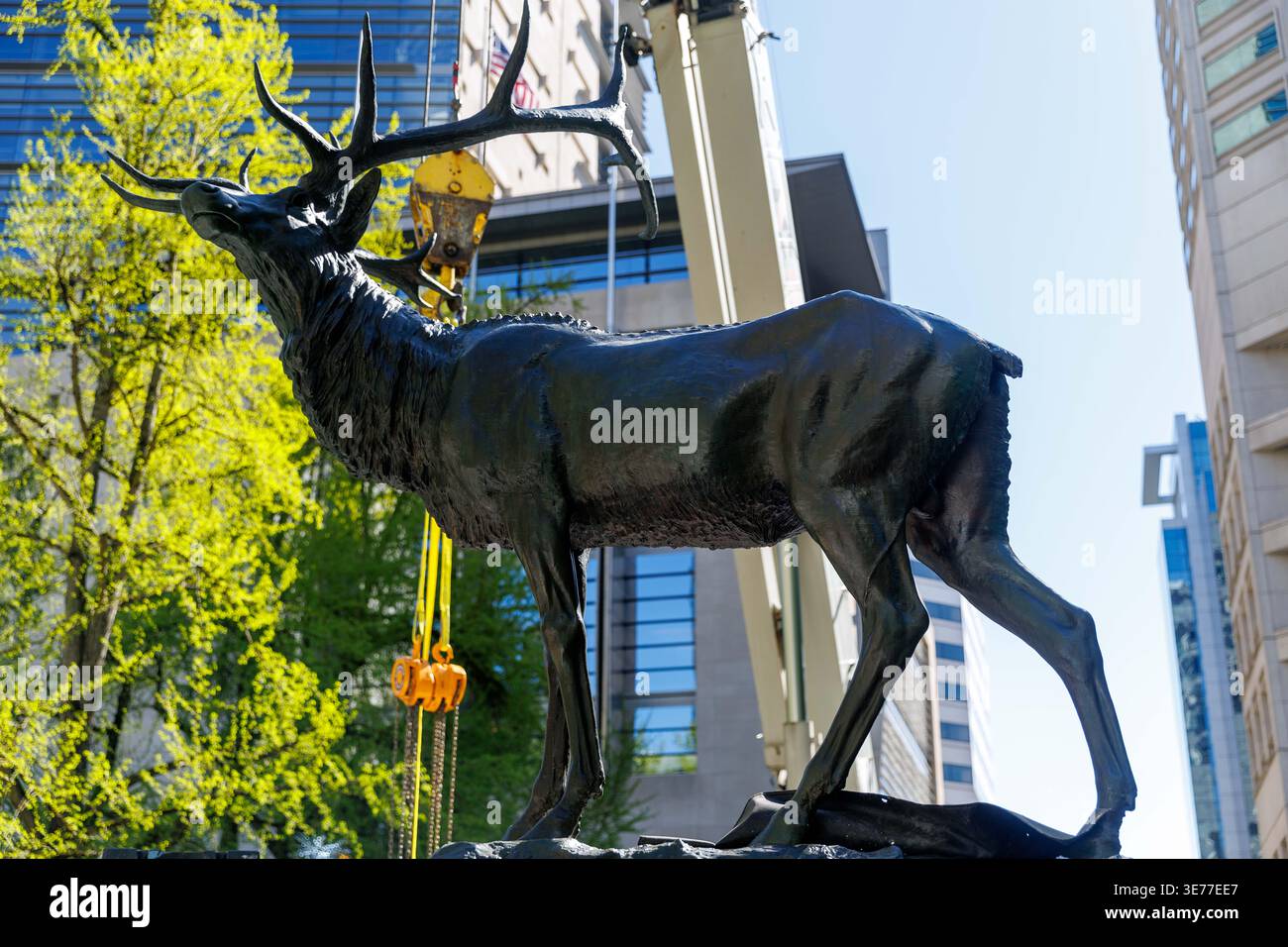 Portland, USA. April 2026. PORTLAND, OREGON, USA – 9. April 2026: Die Thompson Elk, eine 6.800 Pfund schwere Bronzestatue im Zentrum von Portland, wurde heute auf ihrem Sockel ersetzt, nachdem sie 2020 während der Black Lives Matter Proteste zur Verwahrung entfernt worden war. The Elk, ein Wahrzeichen an der Main Street in Portland, war ein Geschenk des ehemaligen Bürgermeisters David Thompson im Jahr 1900. (Foto: John Rudoff/SIPA USA) Credit: SIPA USA/Alamy Live News Stockfoto