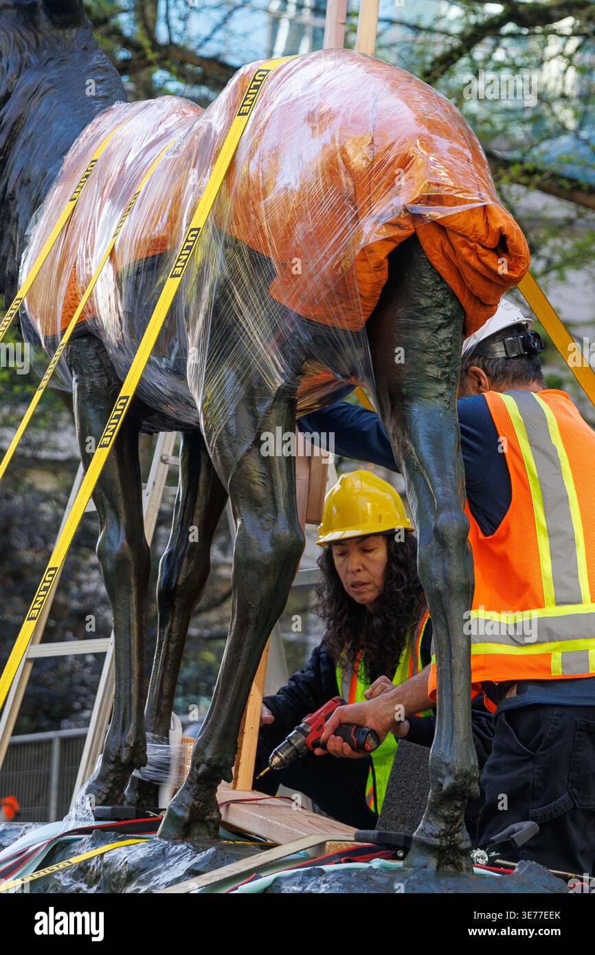 Portland, USA. April 2026. PORTLAND, OREGON, USA – 9. April 2026: Die Thompson Elk, eine 6.800 Pfund schwere Bronzestatue im Zentrum von Portland, wurde heute auf ihrem Sockel ersetzt, nachdem sie 2020 während der Black Lives Matter Proteste zur Verwahrung entfernt worden war. The Elk, ein Wahrzeichen an der Main Street in Portland, war ein Geschenk des ehemaligen Bürgermeisters David Thompson im Jahr 1900. (Foto: John Rudoff/SIPA USA) Credit: SIPA USA/Alamy Live News Stockfoto