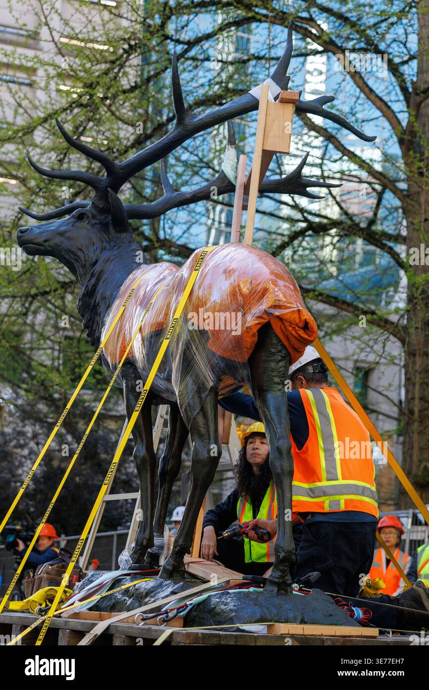 Portland, USA. April 2026. PORTLAND, OREGON, USA – 9. April 2026: Die Thompson Elk, eine 6.800 Pfund schwere Bronzestatue im Zentrum von Portland, wurde heute auf ihrem Sockel ersetzt, nachdem sie 2020 während der Black Lives Matter Proteste zur Verwahrung entfernt worden war. The Elk, ein Wahrzeichen an der Main Street in Portland, war ein Geschenk des ehemaligen Bürgermeisters David Thompson im Jahr 1900. (Foto: John Rudoff/SIPA USA) Credit: SIPA USA/Alamy Live News Stockfoto