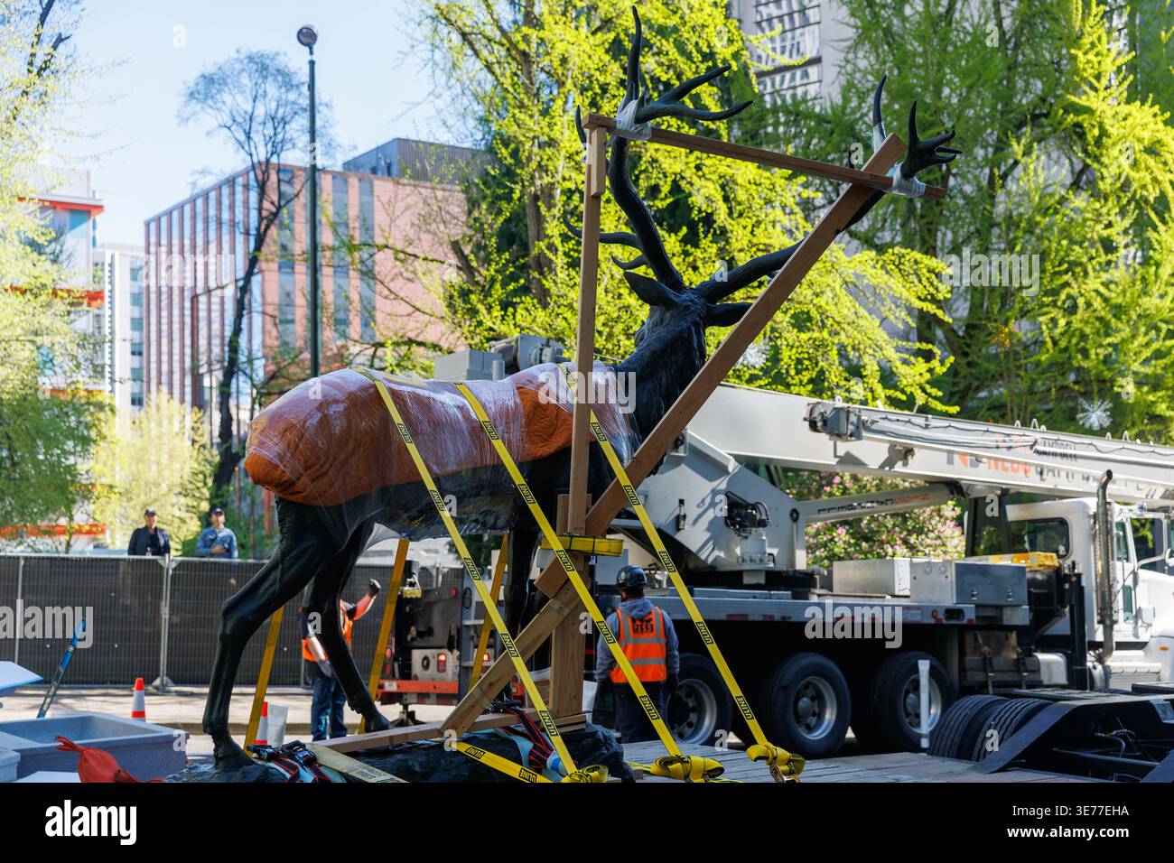 Portland, USA. April 2026. PORTLAND, OREGON, USA – 9. April 2026: Die Thompson Elk, eine 6.800 Pfund schwere Bronzestatue im Zentrum von Portland, wurde heute auf ihrem Sockel ersetzt, nachdem sie 2020 während der Black Lives Matter Proteste zur Verwahrung entfernt worden war. The Elk, ein Wahrzeichen an der Main Street in Portland, war ein Geschenk des ehemaligen Bürgermeisters David Thompson im Jahr 1900. (Foto: John Rudoff/SIPA USA) Credit: SIPA USA/Alamy Live News Stockfoto