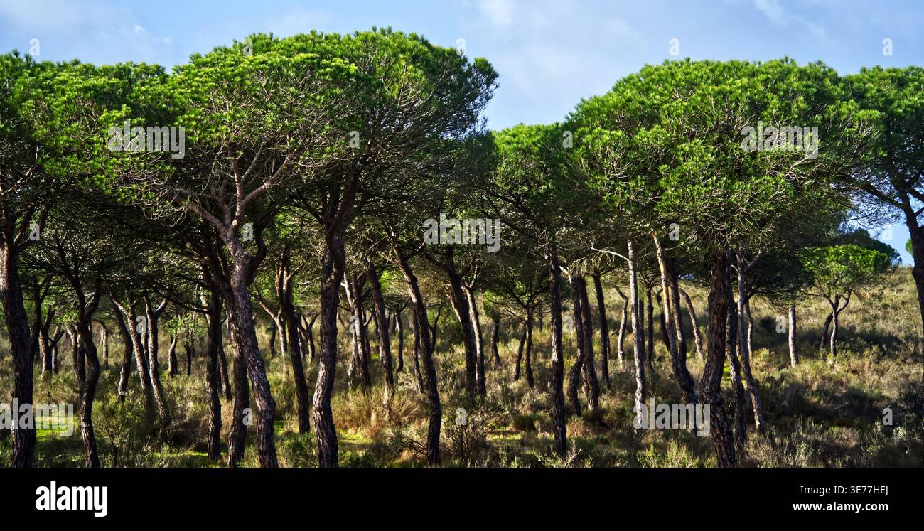 Kiefern mit charakteristischen schirmförmigen Vordächern, die einen dichten Wald auf sandigem Gelände unter einem klaren blauen Himmel bilden und die natürliche Landschaft veranschaulichen Stockfoto