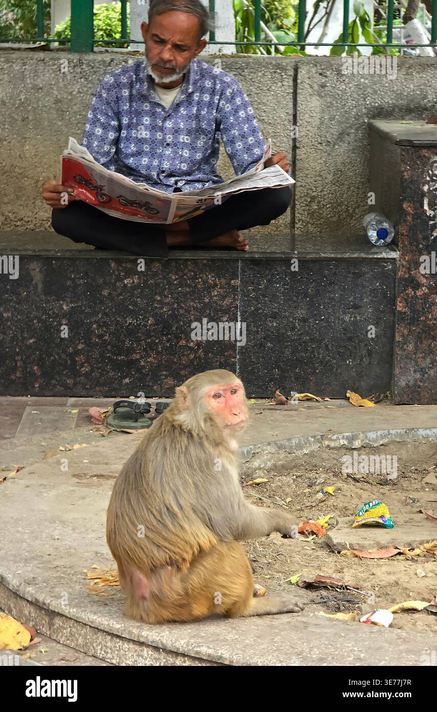 Neu-Delhi, Indien. Ein Mann sitzt im Kreuz und liest eine Zeitung an einer niedrigen Wand, während sich ein Makaken in der Nähe aufhält. - Smartphone-aufgenommenes Stockfoto
