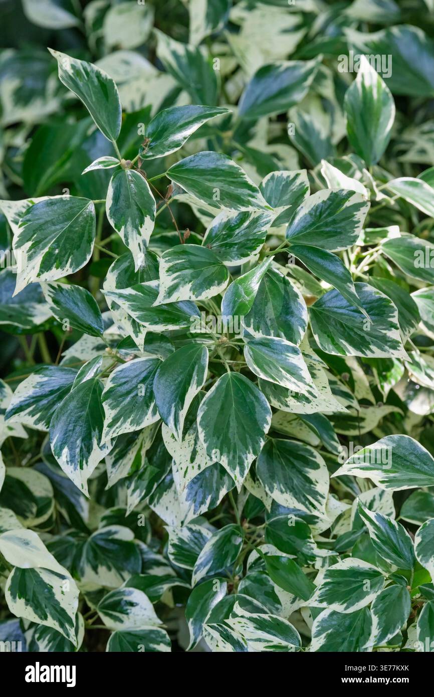 Hedera Helix Teneriffa, kleinblättriger, immergrüner, vielseitiger Efeu Stockfoto