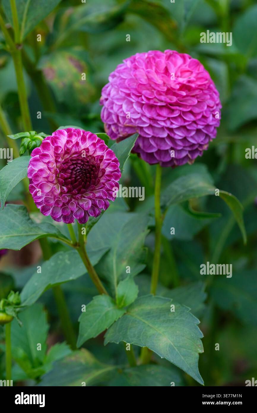 Dahlia Downham Peggy, Ball Dahlia, satte dunkelviolette Blüten Stockfoto
