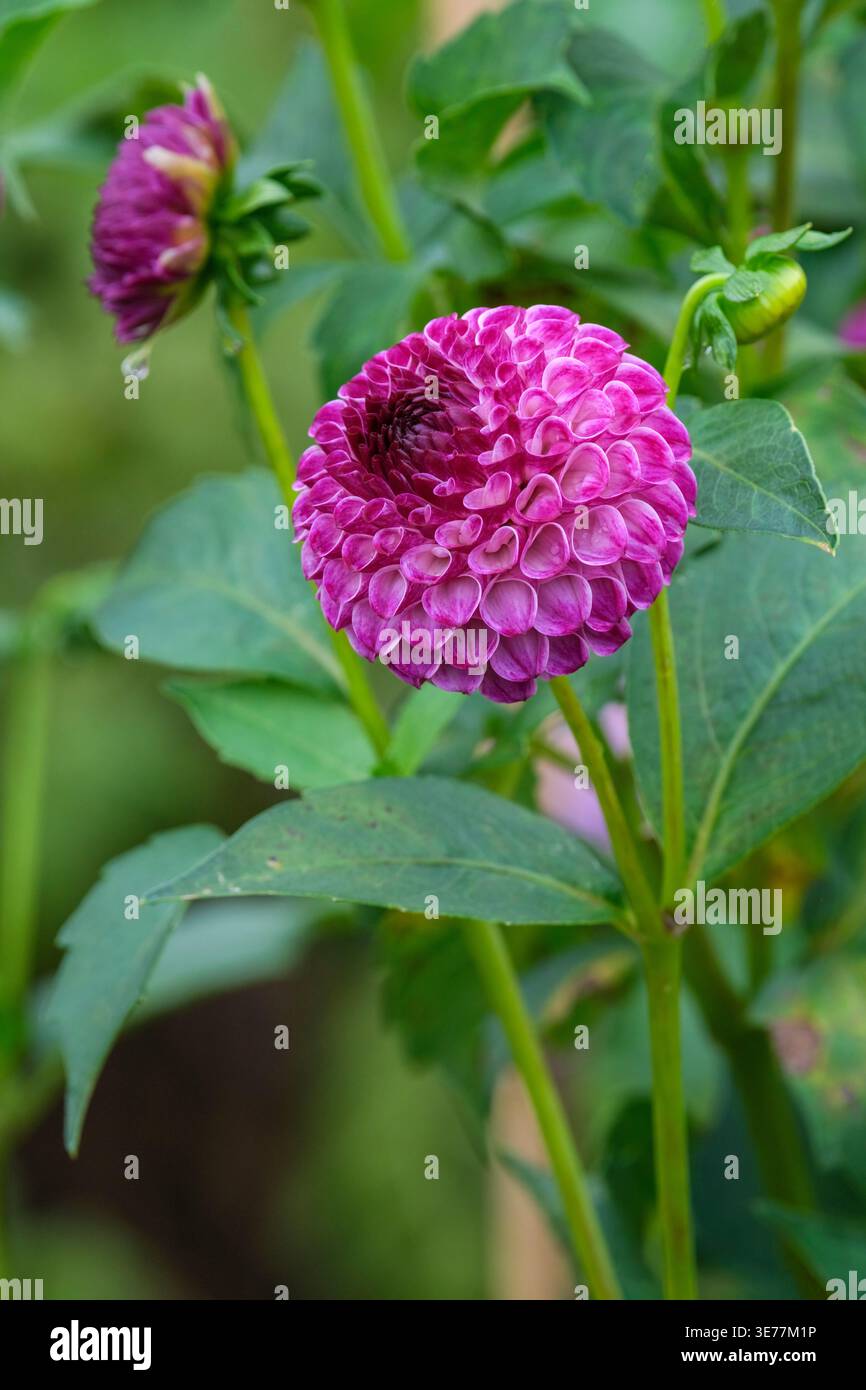 Dahlia Downham Peggy, Ball Dahlia, satte dunkelviolette Blüten Stockfoto