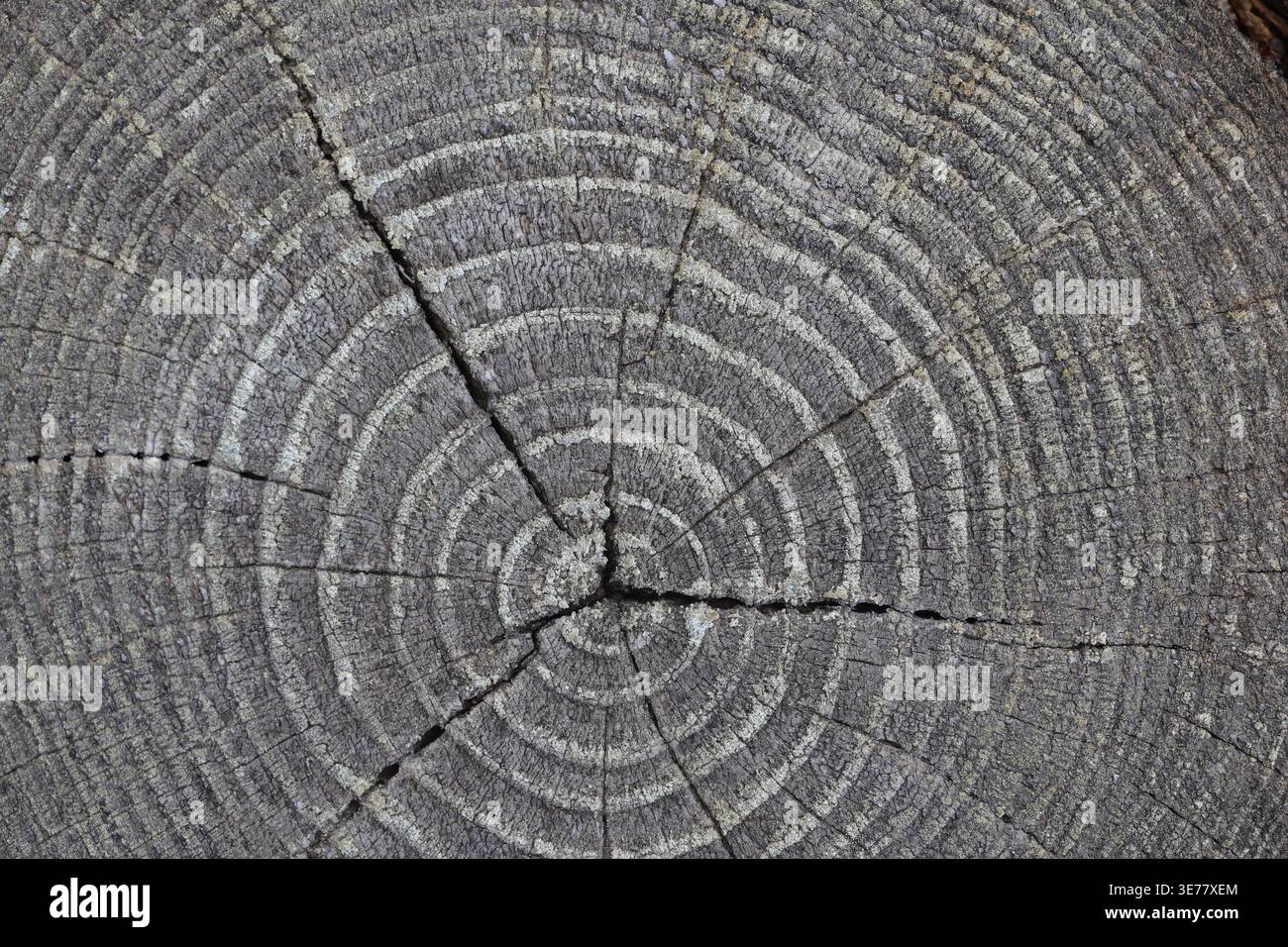 Textur eines Baumstumpfes aus der Top-down-Perspektive Stockfoto